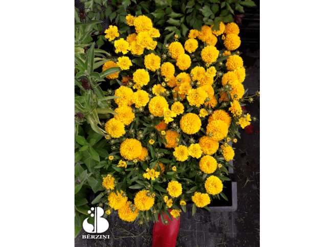 Coreopsis   SOLANNA GOLDEN SHERE = 'Dcoreo16'